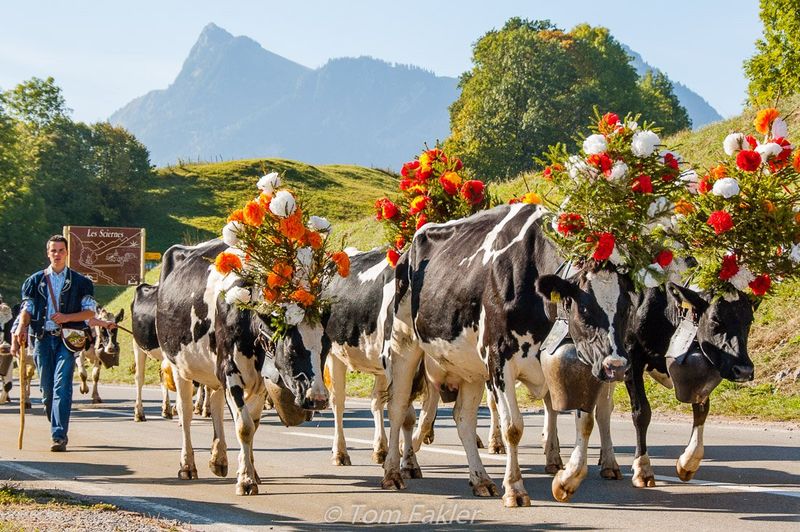 Cows Must Have Names - Switzerland