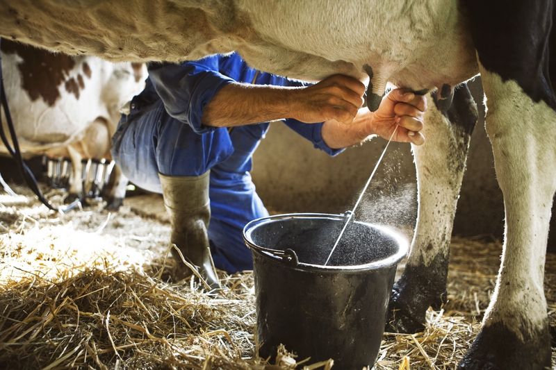 Cows Producing Human Milk