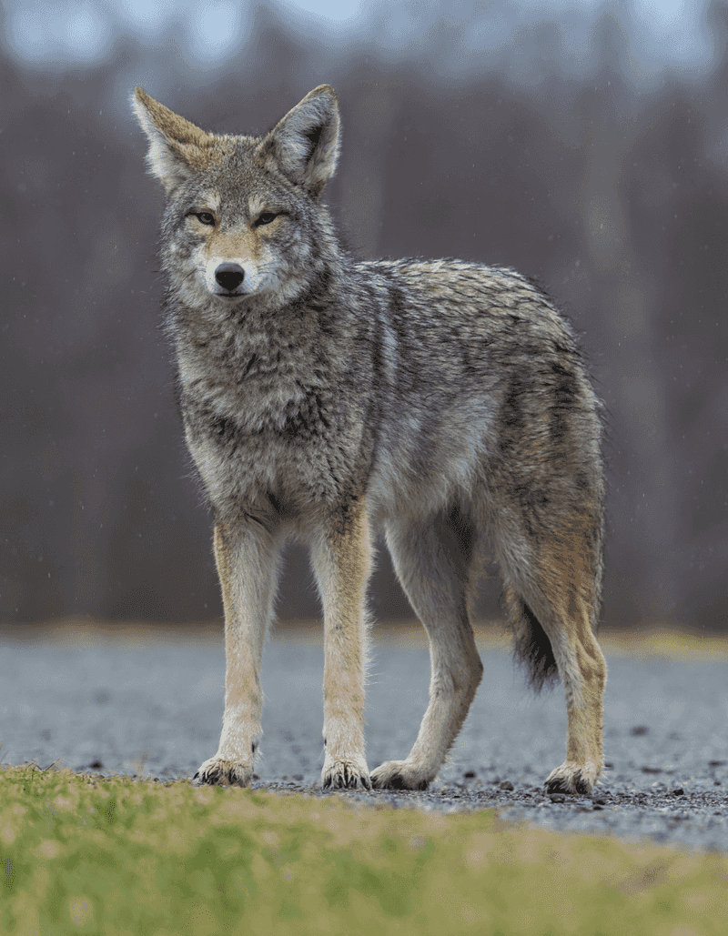 Coyote