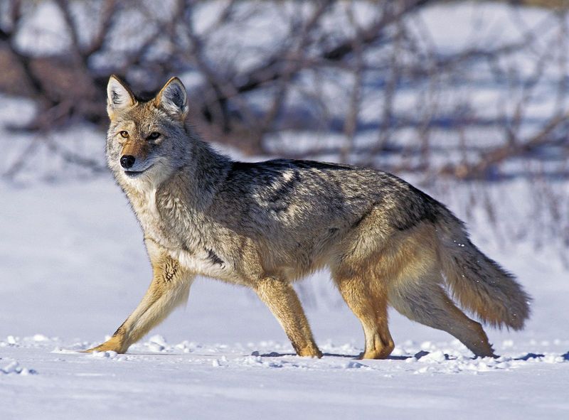 Coyote