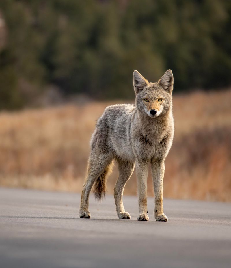 Coyote