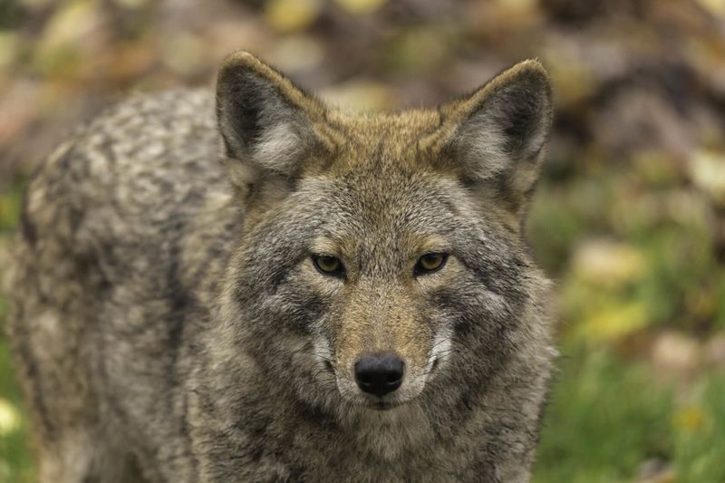 Coyote