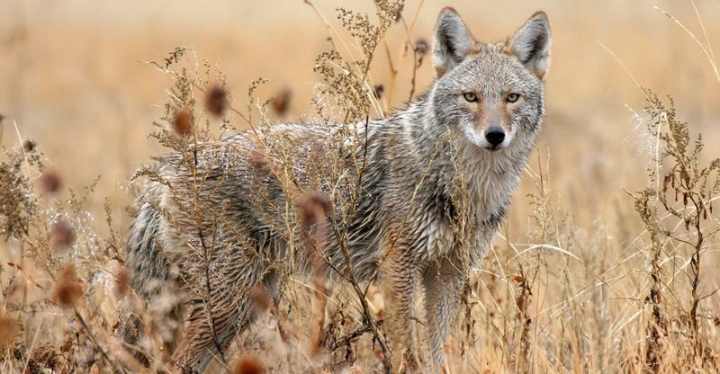 Coyote Adaptability