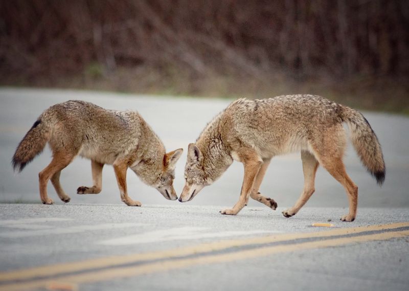 Coyotes