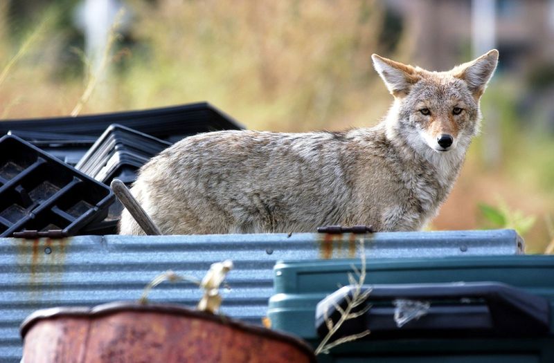 Coyotes