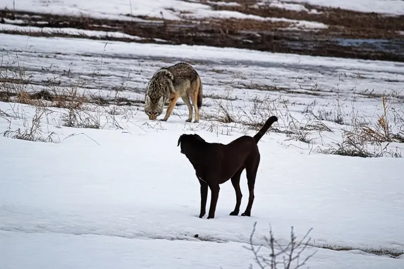 Coyotes