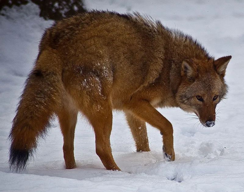 Coywolf