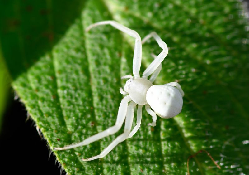 Crab Spider