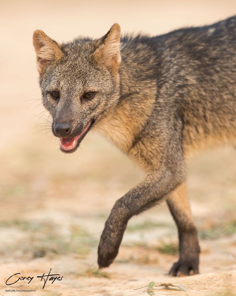 Crab-eating Fox