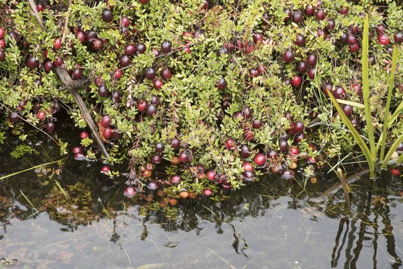 Cranberries