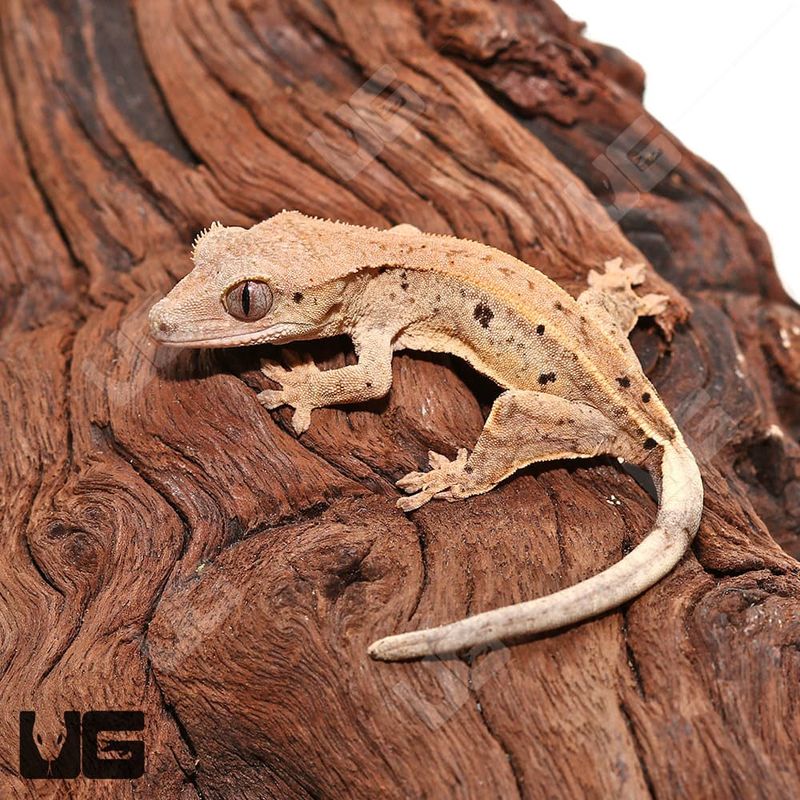 Crested Gecko