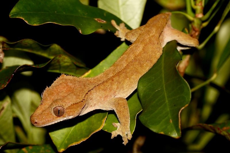 Crested Gecko