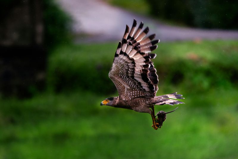 Crested Serpent Eagle