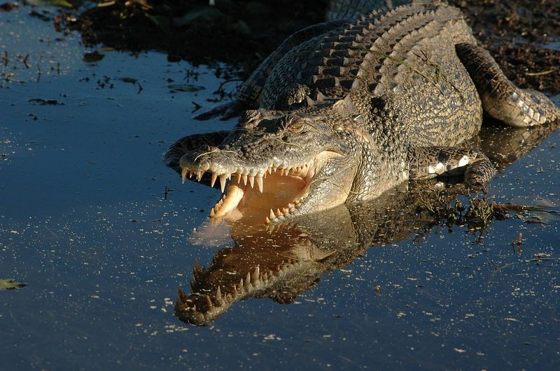 Crocodile