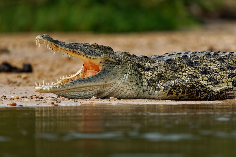 Crocodile
