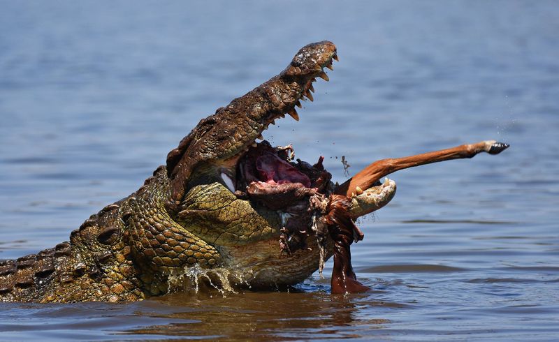 Crocodile Encounter Strategies