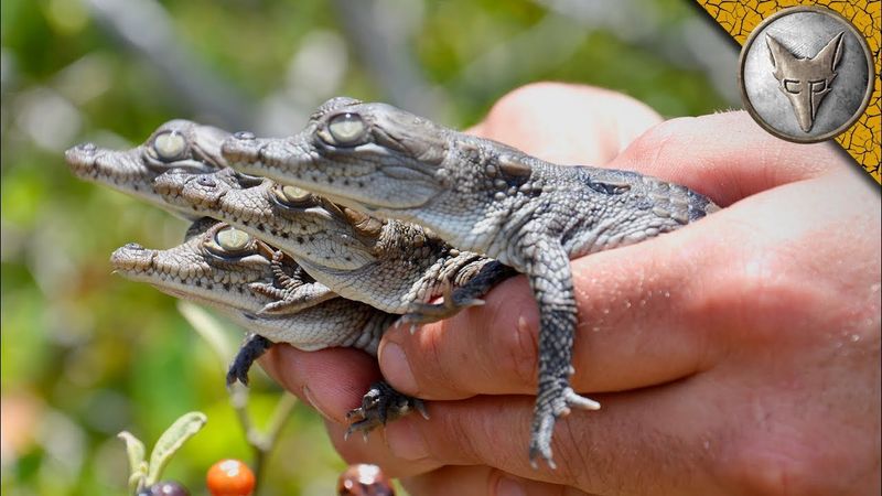 Crocodile Hatchlings