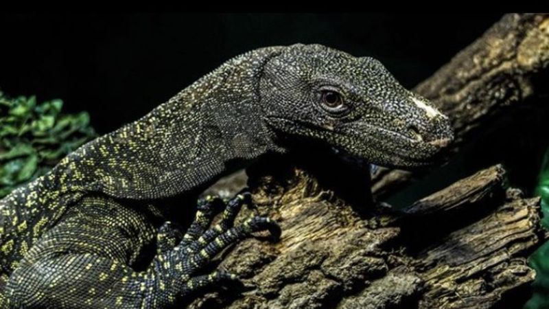 Crocodile Monitor