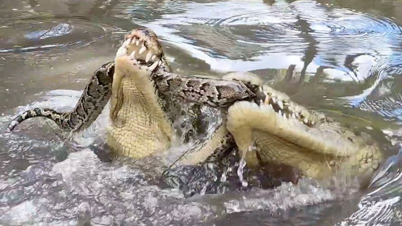 Crocodiles