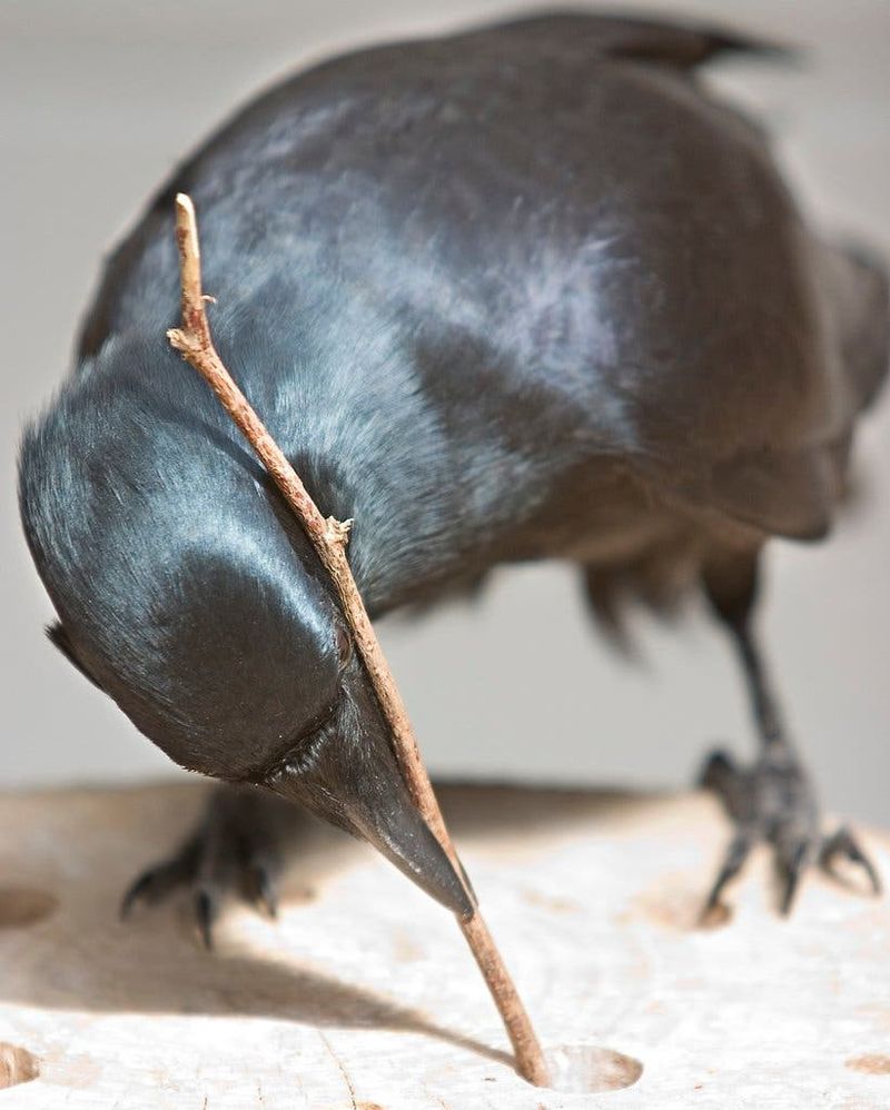 Crow Problem Solving