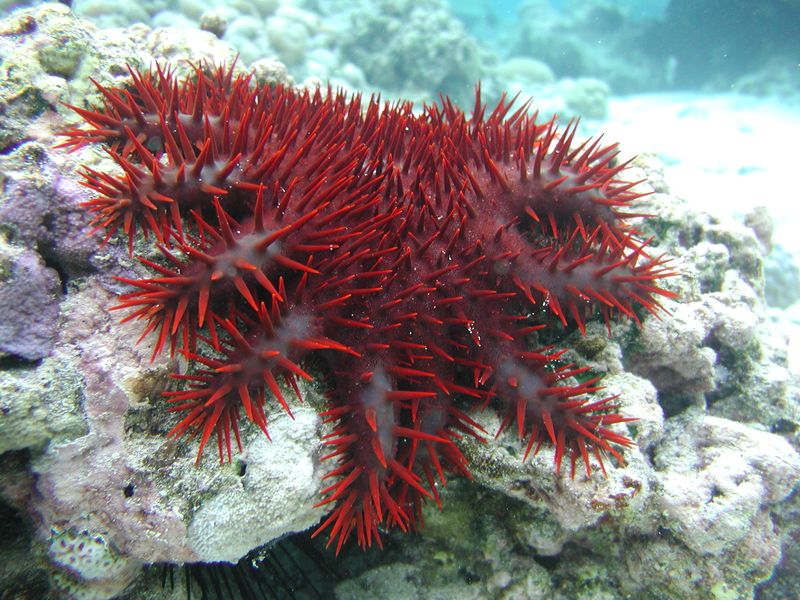 Crown-of-Thorns Starfish