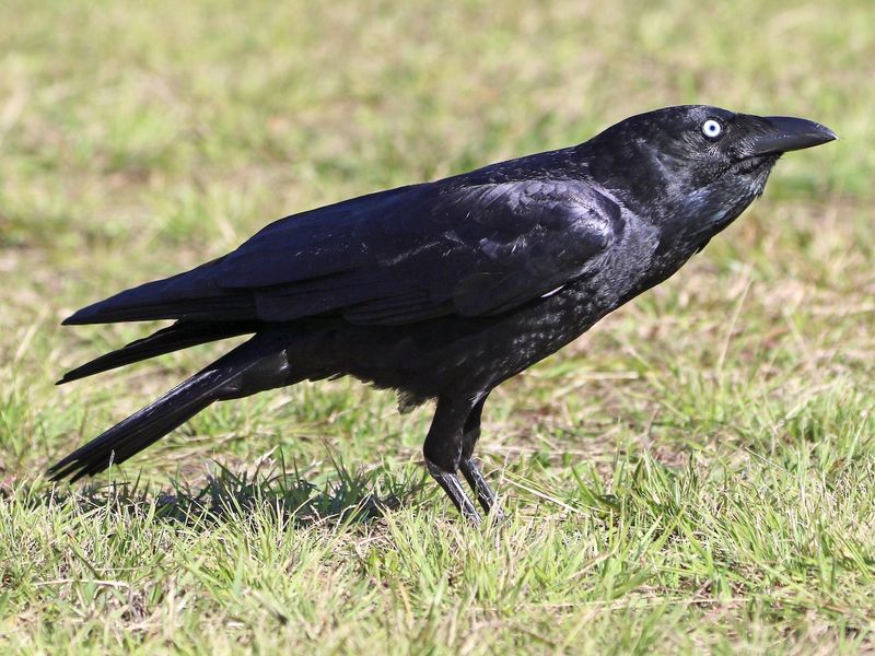 Crows