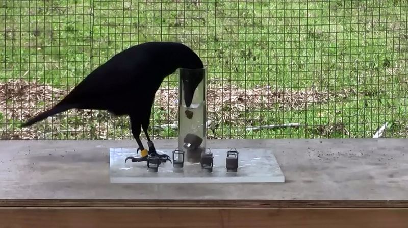 Crows Solving Puzzles