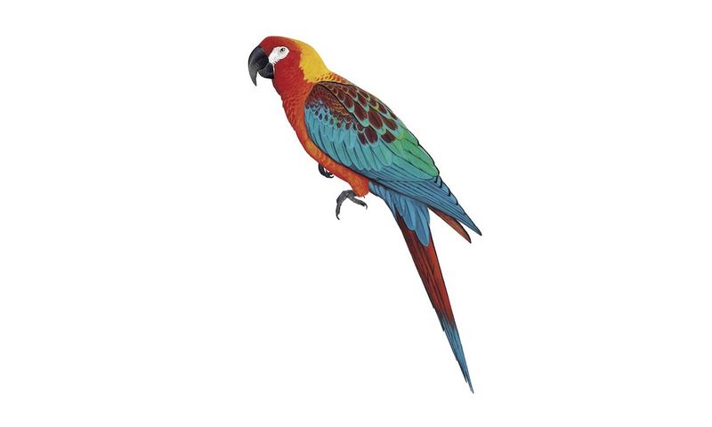 Cuban Macaw