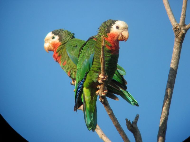 Cuban Parrot