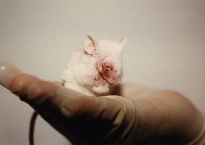 Cultural Perspectives on Animal Testing