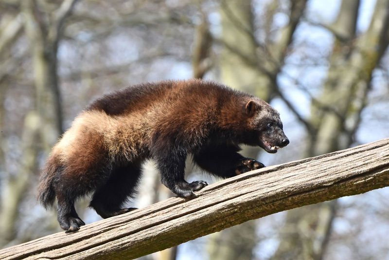 Cultural Significance of Wolverines