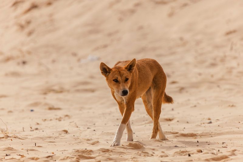 Cultural Significance to Indigenous Australians