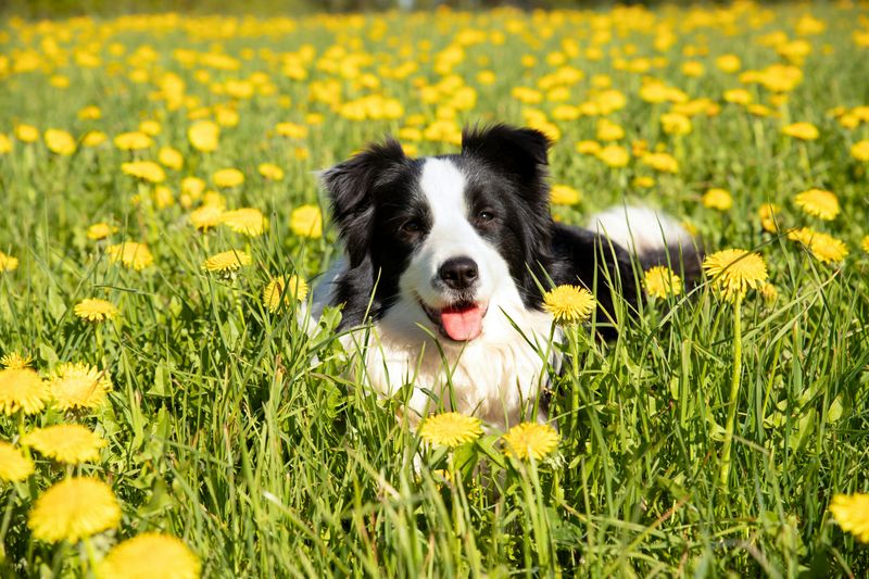 Cumberland Sheepdog