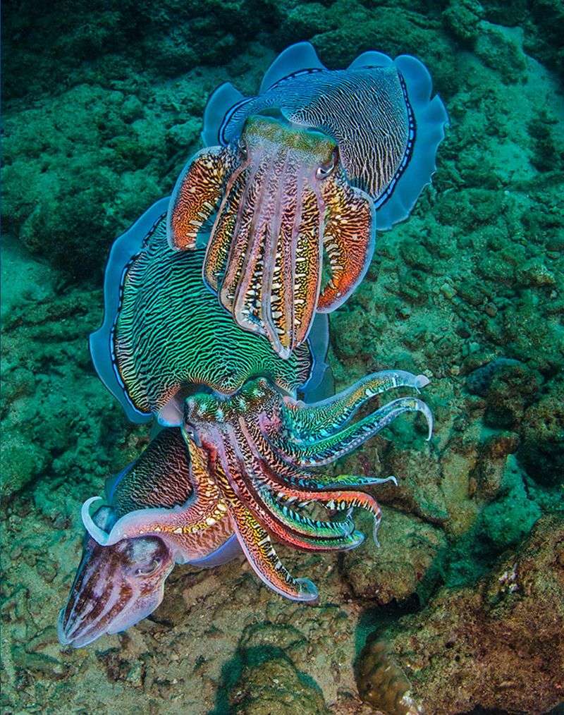 Cuttlefish's Dynamic Camouflage