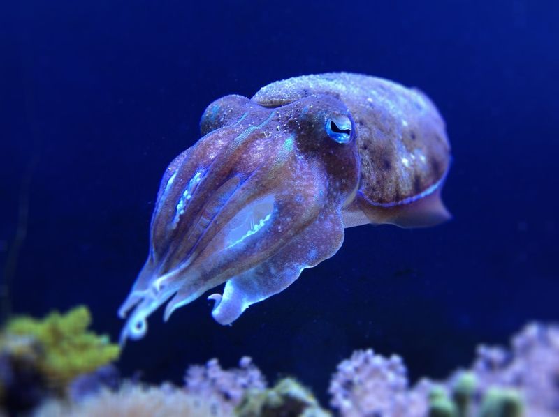 Cuttlefish Camouflage