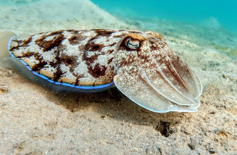 Cuttlefish Camouflage