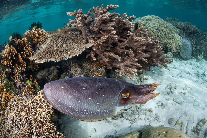 Cuttlefish Camouflage