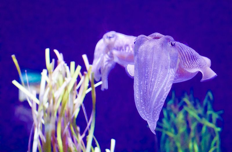 Cuttlefish: Invisibility Cloak