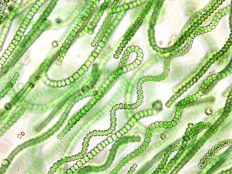 Cyanobacteria