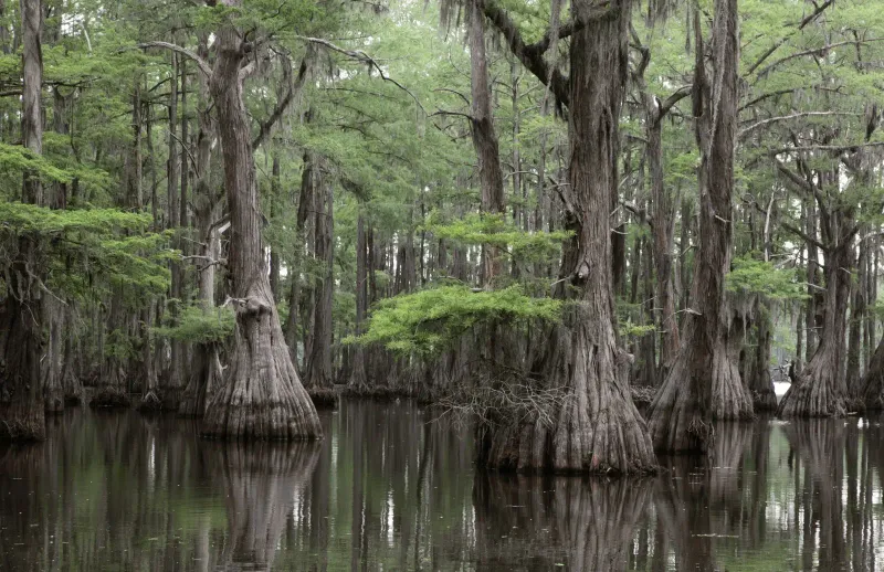 Cypress Trees