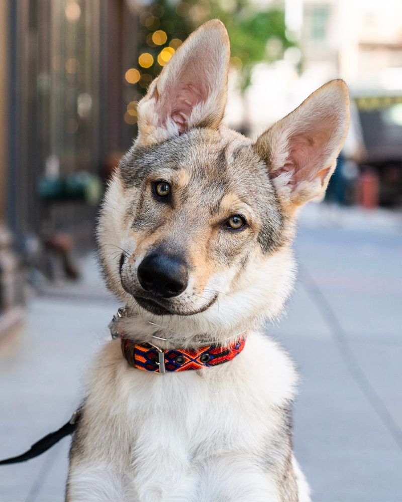 Czechoslovakian Wolfdog