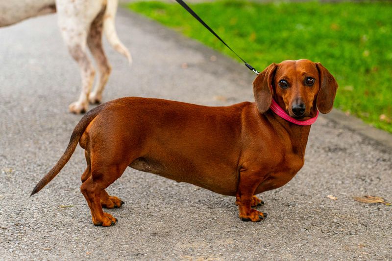 Dachshund