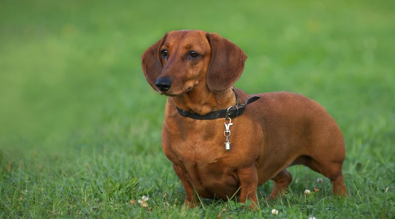 Dachshund