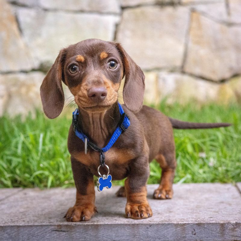 Dachshund