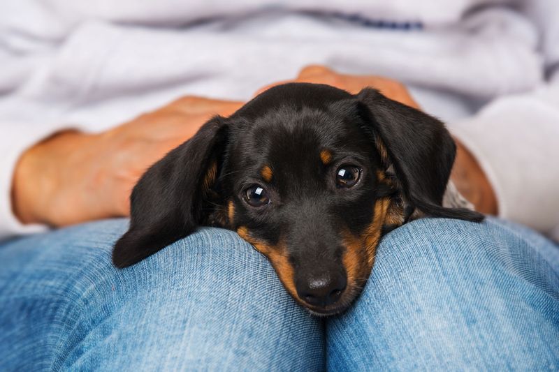 Dachshund