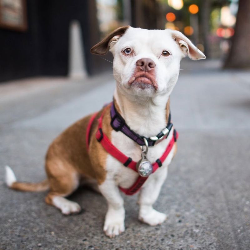 Dachshund Bull (Dachshund + Bulldog)