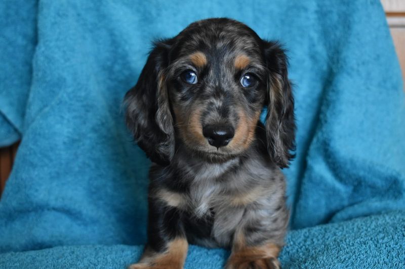 Dachshund Cockapoo (Dachshund + Cockapoo)