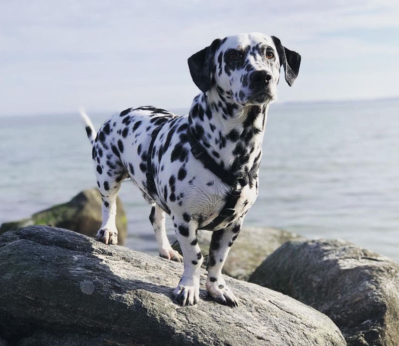 Dachshund Dalmatian (Dachshund + Dalmatian)