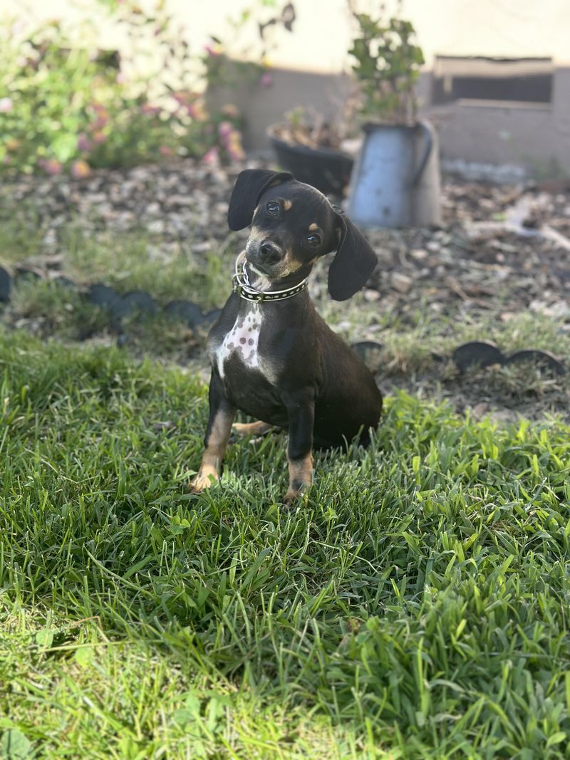 Dachshund Greyhound (Dachshund + Greyhound)