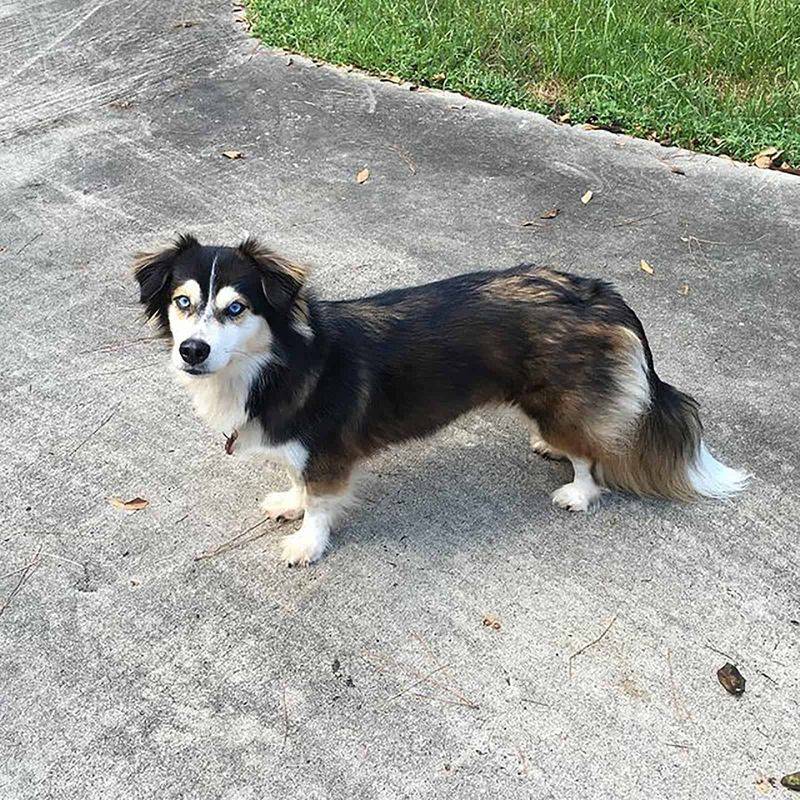 Dachshund Husky (Dachshund + Siberian Husky)